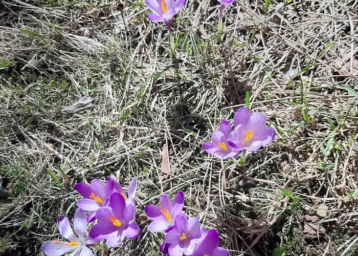 アパート Leo Titova ズラティボール